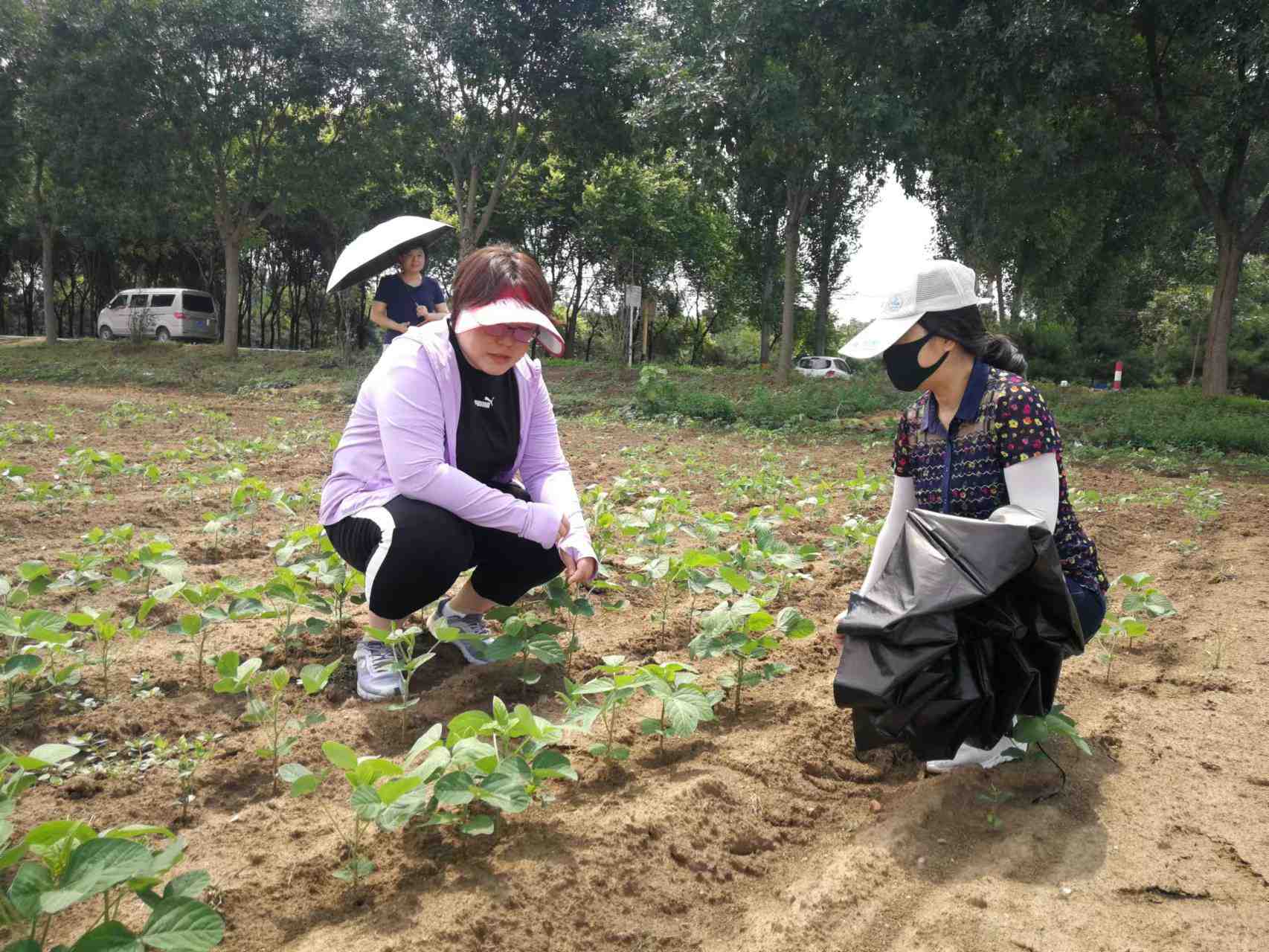 ?北京市農業(yè)技術推廣站赴各區(qū)調查夏播大豆苗情