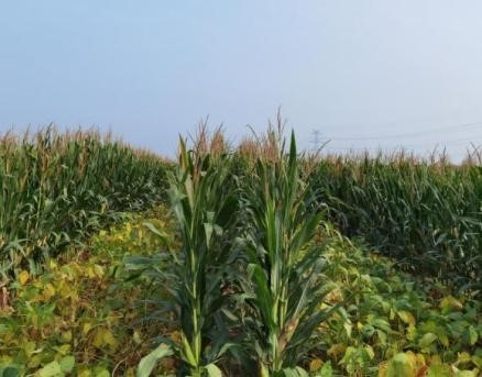 北京市攻堅克難擴大大豆種植面積