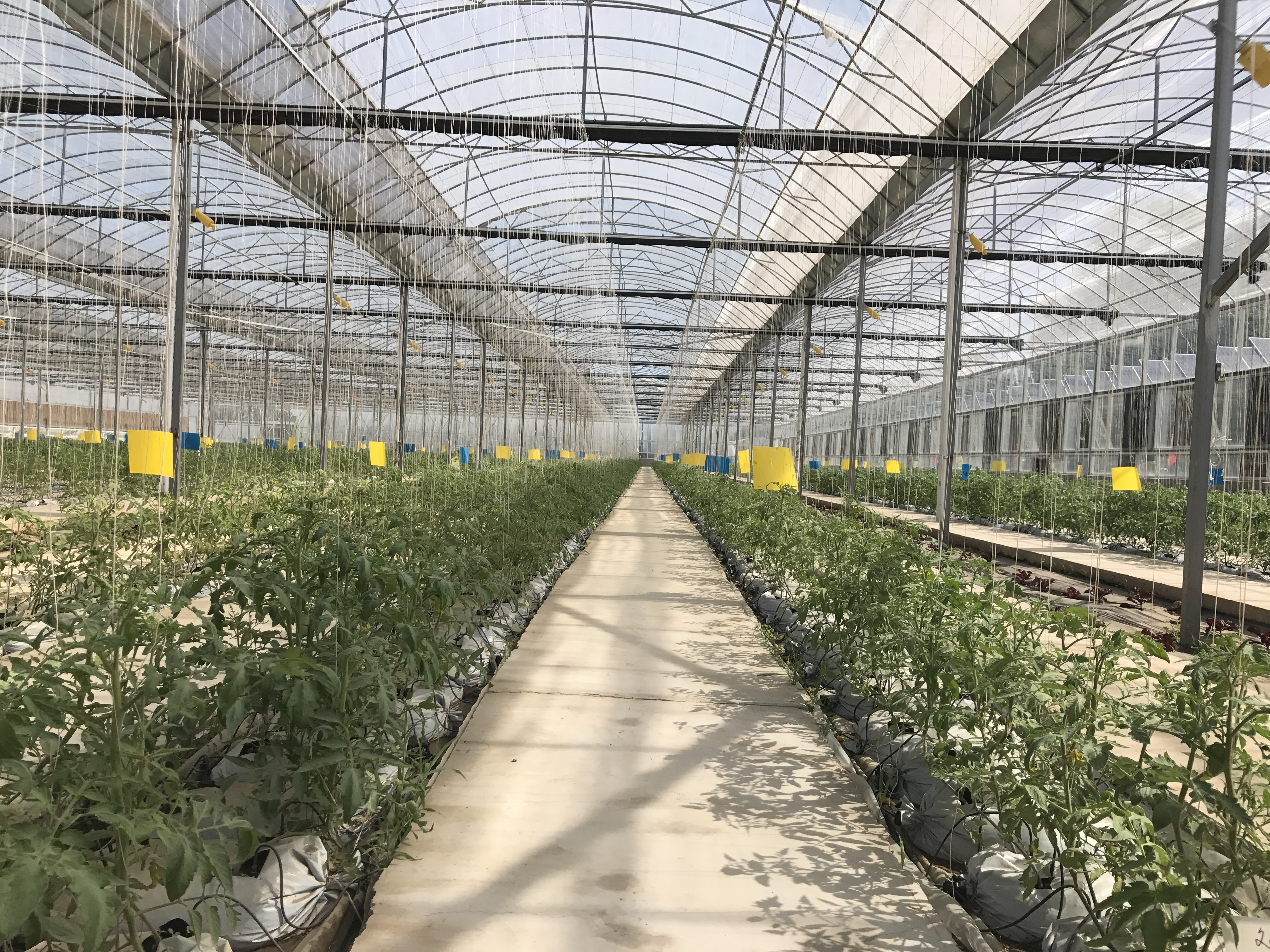 雨水節(jié)氣 加強京郊設(shè)施蔬菜病蟲防范