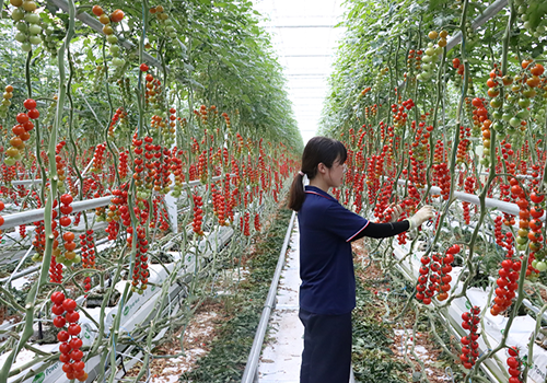 北京市召開種植業(yè)穩(wěn)產(chǎn)保供工作推進視頻會議